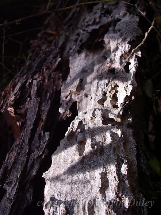 Decaying wood, Binna Burra IMGP1546.JPG